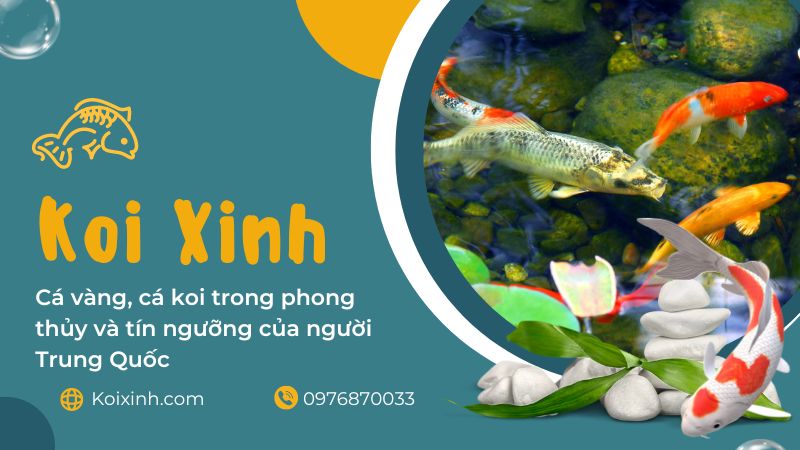 Cá Vàng, Cá Koi Trong Phong Thủy Và Tín Ngưỡng Của Người Trung Quốc