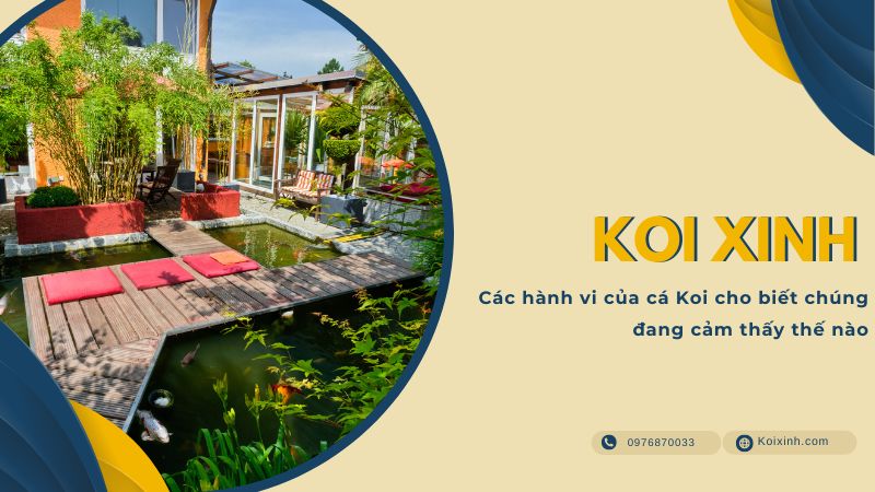 Các Hành Vi Của Cá Koi Cho Biết Chúng đang Cảm Thấy Thế Nào
