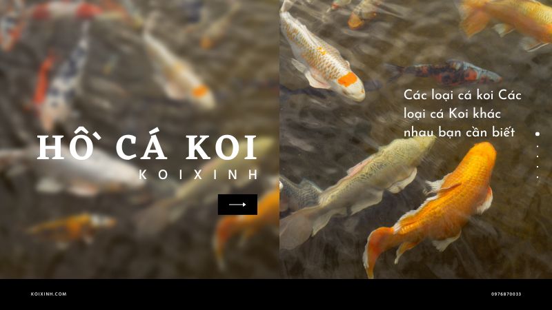 Các Loại Cá Koi Các Loại Cá Koi Khác Nhau Bạn Cần Biết