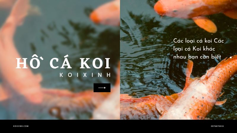 Các Loại Cá Koi Các Loại Cá Koi Khác Nhau Bạn Cần Biết
