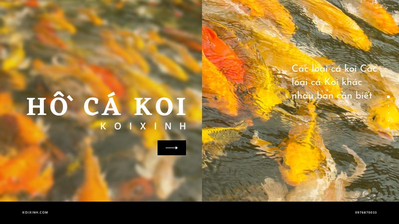 Các Loại Cá Koi Các Loại Cá Koi Khác Nhau Bạn Cần Biết Các Loại Cá Koi Các Loại Cá Koi Khác Nhau Bạn Cần Biết