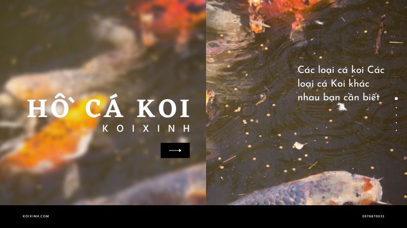 Các Loại Cá Koi Các Loại Cá Koi Khác Nhau Bạn Cần Biết Các Loại Cá Koi Các Loại Cá Koi Khác Nhau Bạn Cần Biết
