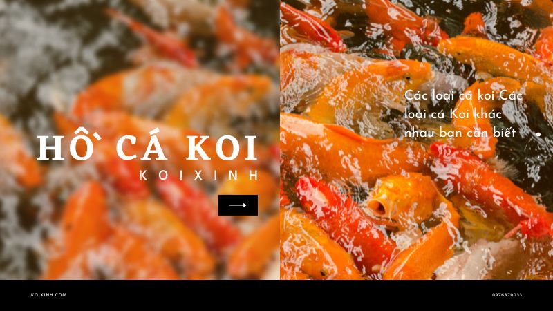Các Loại Cá Koi Các Loại Cá Koi Khác Nhau Bạn Cần Biết Các Loại Cá Koi Các Loại Cá Koi Khác Nhau Bạn Cần Biết