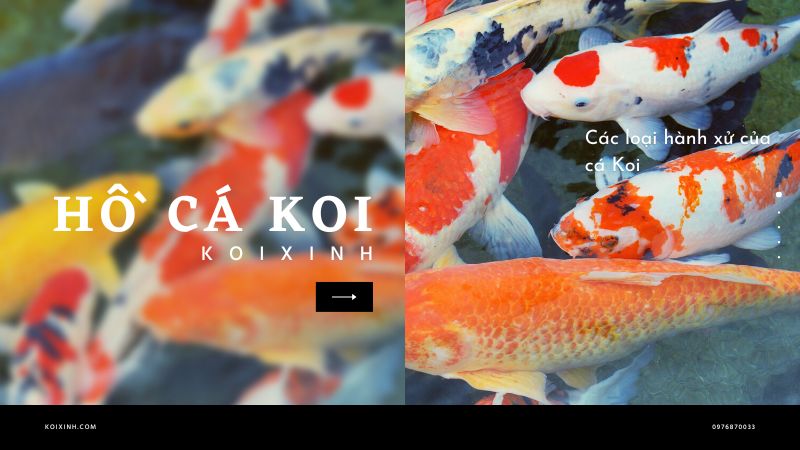 Các Loại Hành Xử Của Cá Koi Các Loại Hành Xử Của Cá Koi
