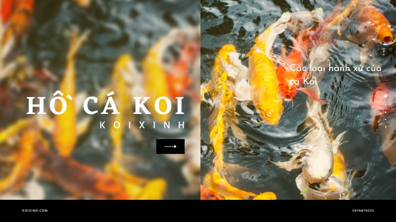 Các Loại Hành Xử Của Cá Koi Các Loại Hành Xử Của Cá Koi