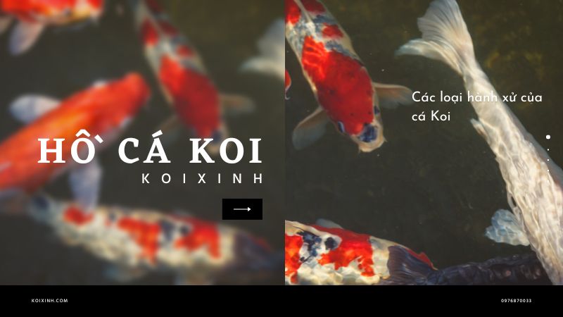 Các Loại Hành Xử Của Cá Koi