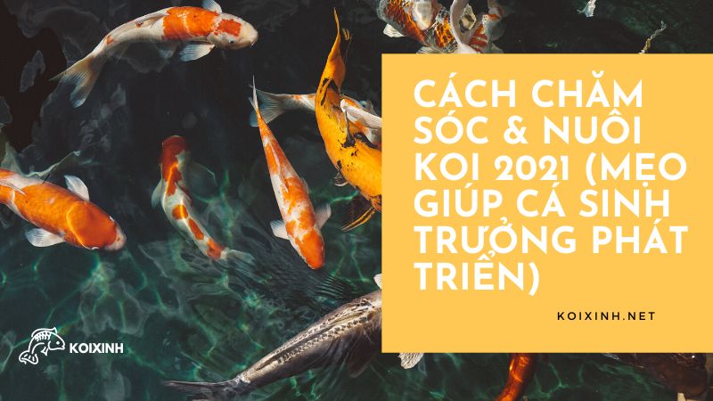 Cách Chăm Sóc & Nuôi Koi 2021 (mẹo Giúp Cá Sinh Trưởng Phát Triển)