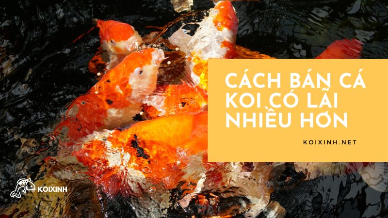 Cách bán cá Koi có lãi nhiều hơn Cách bán cá Koi có lãi nhiều hơn