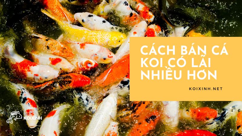 Cách Bán Cá Koi Có Lãi Nhiều Hơn