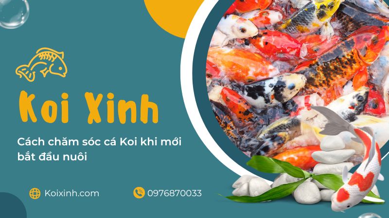 Cách Chăm Sóc Cá Koi Khi Mới Bắt đầu Nuôi Cách Chăm Sóc Cá Koi Khi Mới Bắt đầu Nuôi