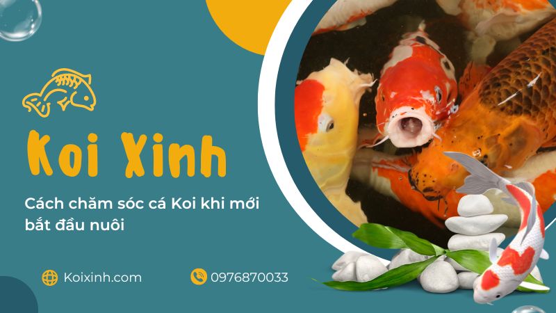 Cách Chăm Sóc Cá Koi Khi Mới Bắt đầu Nuôi