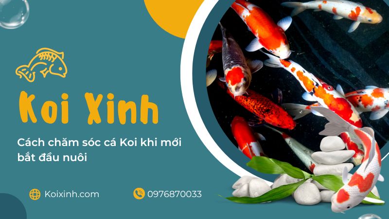 Cách Chăm Sóc Cá Koi Khi Mới Bắt đầu Nuôi Cách Chăm Sóc Cá Koi Khi Mới Bắt đầu Nuôi