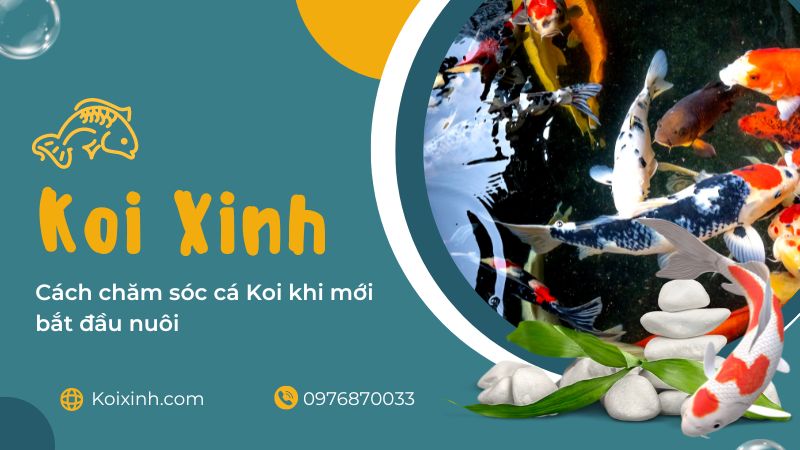 Cách Chăm Sóc Cá Koi Khi Mới Bắt đầu Nuôi Cách Chăm Sóc Cá Koi Khi Mới Bắt đầu Nuôi