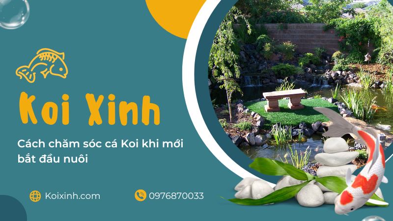 Cách Chăm Sóc Cá Koi Khi Mới Bắt đầu Nuôi Cách Chăm Sóc Cá Koi Khi Mới Bắt đầu Nuôi