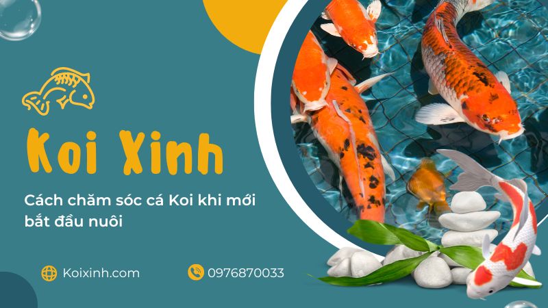 Cách Chăm Sóc Cá Koi Khi Mới Bắt đầu Nuôi Cách Chăm Sóc Cá Koi Khi Mới Bắt đầu Nuôi