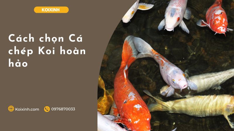 Cách Chọn Cá Chép Koi Hoàn Hảo
