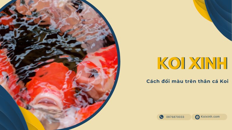 Cách đổi màu trên thân cá Koi