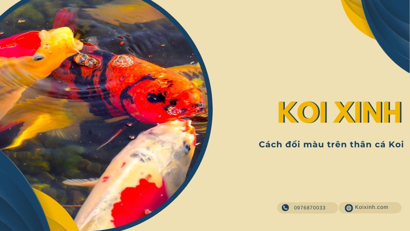 Cách đổi Màu Trên Thân Cá Koi