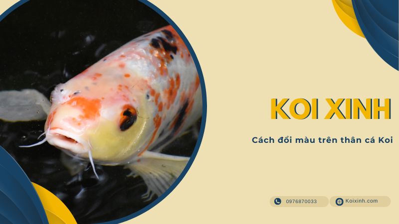 Cách đổi Màu Trên Thân Cá Koi