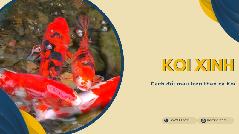 Cách đổi Màu Trên Thân Cá Koi
