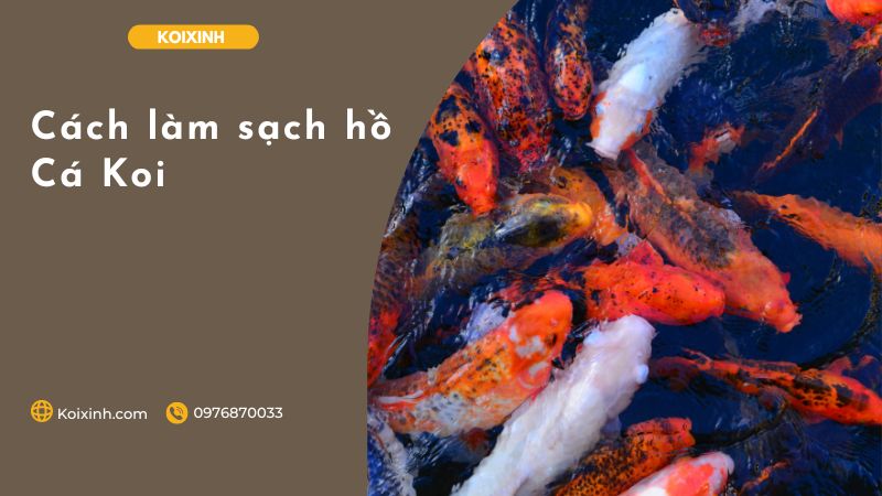 Cách làm sạch hồ Cá Koi Cách làm sạch hồ Cá Koi