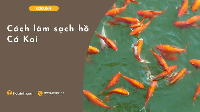 Cách Làm Sạch Hồ Cá Koi