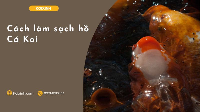 Cách làm sạch hồ Cá Koi Cách làm sạch hồ Cá Koi