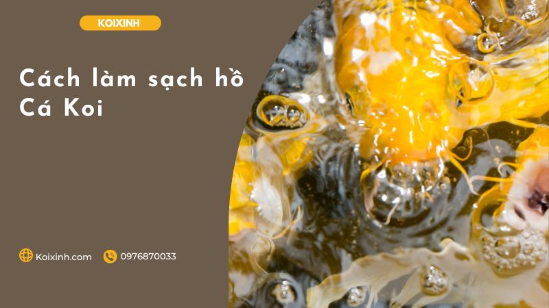 Cách Làm Sạch Hồ Cá Koi Cách Làm Sạch Hồ Cá Koi