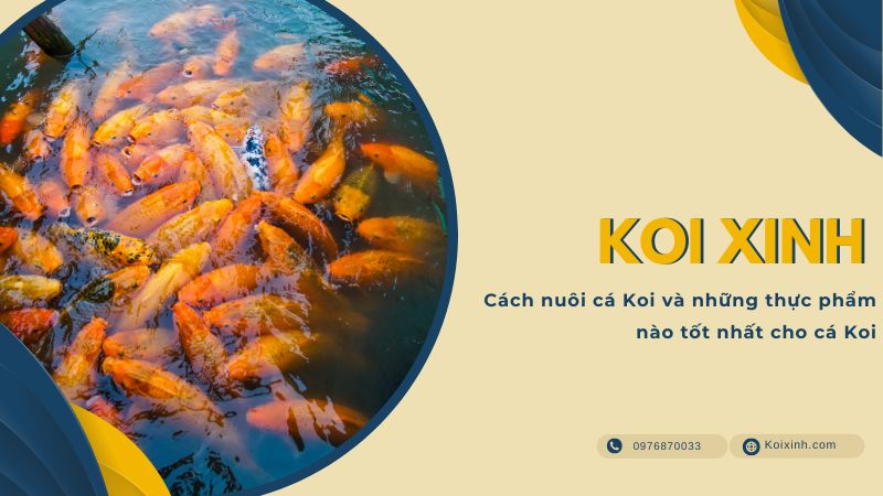 Cách Nuôi Cá Koi Và Những Thực Phẩm Nào Tốt Nhất Cho Cá Koi Cách Nuôi Cá Koi Và Những Thực Phẩm Nào Tốt Nhất Cho Cá Koi