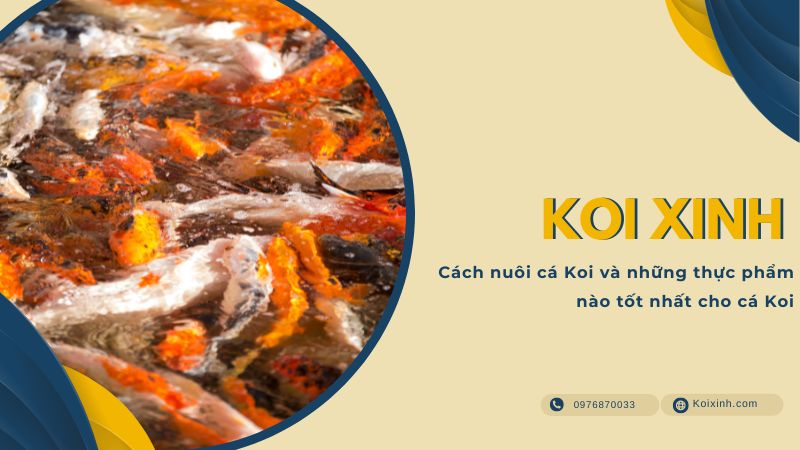 Cách Nuôi Cá Koi Và Những Thực Phẩm Nào Tốt Nhất Cho Cá Koi Cách Nuôi Cá Koi Và Những Thực Phẩm Nào Tốt Nhất Cho Cá Koi