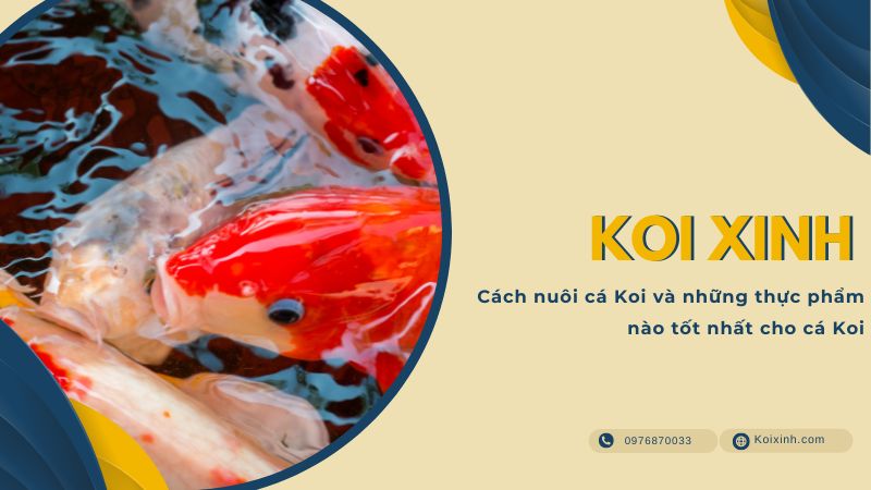 Cách Nuôi Cá Koi Và Những Thực Phẩm Nào Tốt Nhất Cho Cá Koi