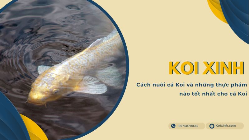 Cách Nuôi Cá Koi Và Những Thực Phẩm Nào Tốt Nhất Cho Cá Koi Cách Nuôi Cá Koi Và Những Thực Phẩm Nào Tốt Nhất Cho Cá Koi