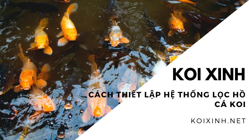 Cách Thiết Lập Hệ Thống Lọc Hồ Cá Koi