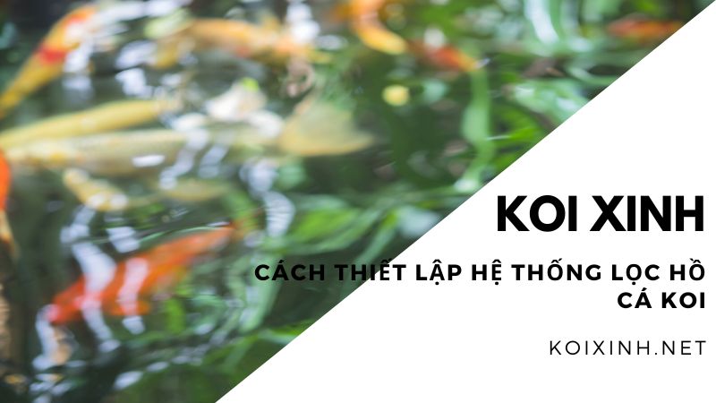 Cách Thiết Lập Hệ Thống Lọc Hồ Cá Koi Cách Thiết Lập Hệ Thống Lọc Hồ Cá Koi