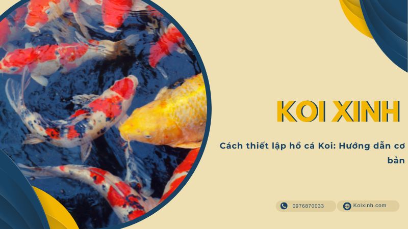Cách Thiết Lập Hồ Cá Koi: Hướng Dẫn Cơ Bản Cách Thiết Lập Hồ Cá Koi: Hướng Dẫn Cơ Bản