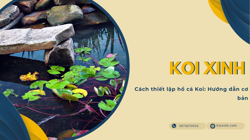 Cách Thiết Lập Hồ Cá Koi: Hướng Dẫn Cơ Bản Cách Thiết Lập Hồ Cá Koi: Hướng Dẫn Cơ Bản