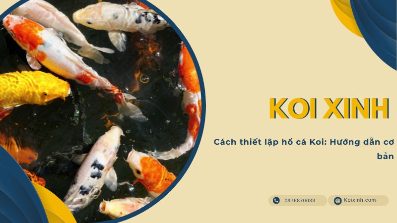 Cách Thiết Lập Hồ Cá Koi: Hướng Dẫn Cơ Bản Cách Thiết Lập Hồ Cá Koi: Hướng Dẫn Cơ Bản