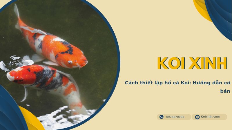 Cách Thiết Lập Hồ Cá Koi: Hướng Dẫn Cơ Bản Cách Thiết Lập Hồ Cá Koi: Hướng Dẫn Cơ Bản