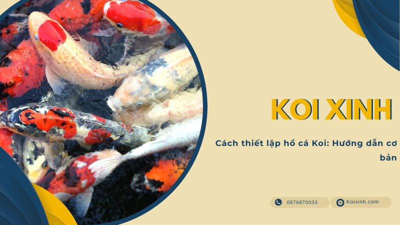 Cách Thiết Lập Hồ Cá Koi: Hướng Dẫn Cơ Bản Cách Thiết Lập Hồ Cá Koi: Hướng Dẫn Cơ Bản