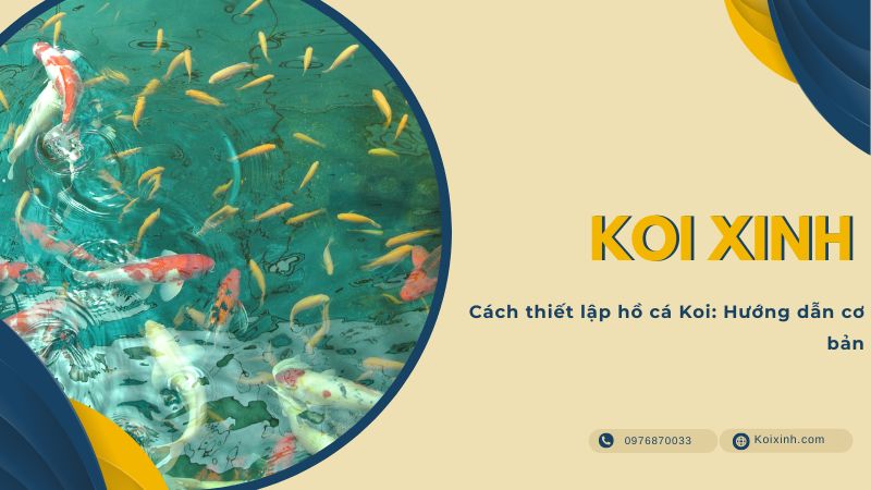 Cách Thiết Lập Hồ Cá Koi: Hướng Dẫn Cơ Bản