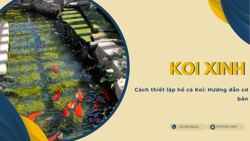 Cách Thiết Lập Hồ Cá Koi: Hướng Dẫn Cơ Bản Cách Thiết Lập Hồ Cá Koi: Hướng Dẫn Cơ Bản
