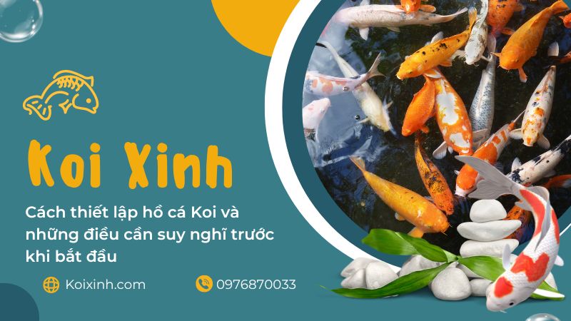 Cách Thiết Lập Hồ Cá Koi Và Những điều Cần Suy Nghĩ Trước Khi Bắt đầu