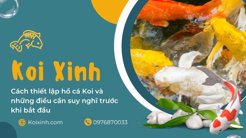 Cách Thiết Lập Hồ Cá Koi Và Những điều Cần Suy Nghĩ Trước Khi Bắt đầu Cách Thiết Lập Hồ Cá Koi Và Những điều Cần Suy Nghĩ Trước Khi Bắt đầu