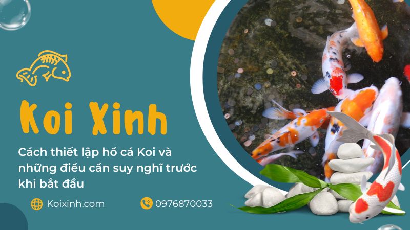 Cách Thiết Lập Hồ Cá Koi Và Những điều Cần Suy Nghĩ Trước Khi Bắt đầu Cách Thiết Lập Hồ Cá Koi Và Những điều Cần Suy Nghĩ Trước Khi Bắt đầu