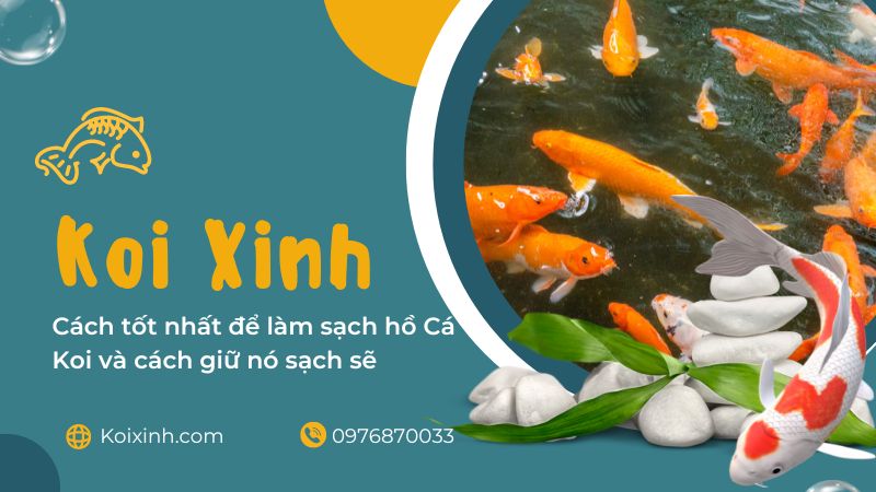 Cách Tốt Nhất để Làm Sạch Hồ Cá Koi Và Cách Giữ Nó Sạch Sẽ