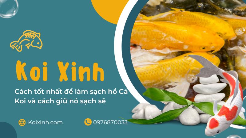 Cách Tốt Nhất để Làm Sạch Hồ Cá Koi Và Cách Giữ Nó Sạch Sẽ