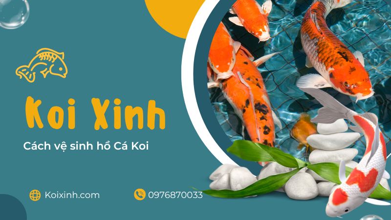 Cách Vệ Sinh Hồ Cá Koi