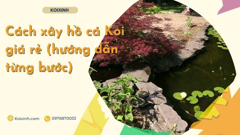 Cách Xây Hồ Cá Koi Giá Rẻ (hướng Dẫn Từng Bước)