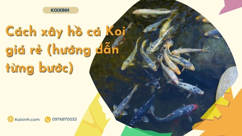 Cách Xây Hồ Cá Koi Giá Rẻ (hướng Dẫn Từng Bước)