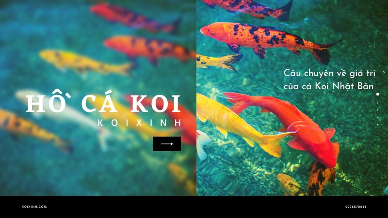 Câu Chuyện Về Giá Trị Của Cá Koi Nhật Bản